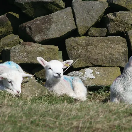 Panzió Swaledale Shepherds Hut At Breaks Fold Farm *